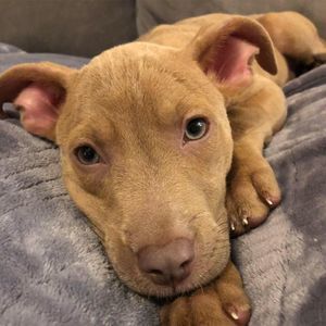 Meet your Posher, Cyndi